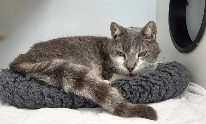 Kingsley Bcso thumbnail 2