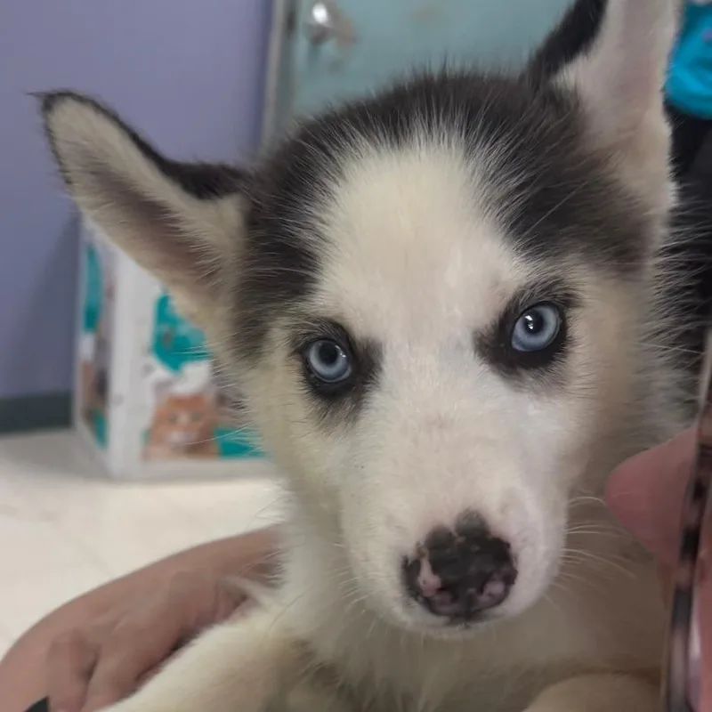 A baby small-sized male Husky dog named Jenson for adoption in Indianapolis, IN