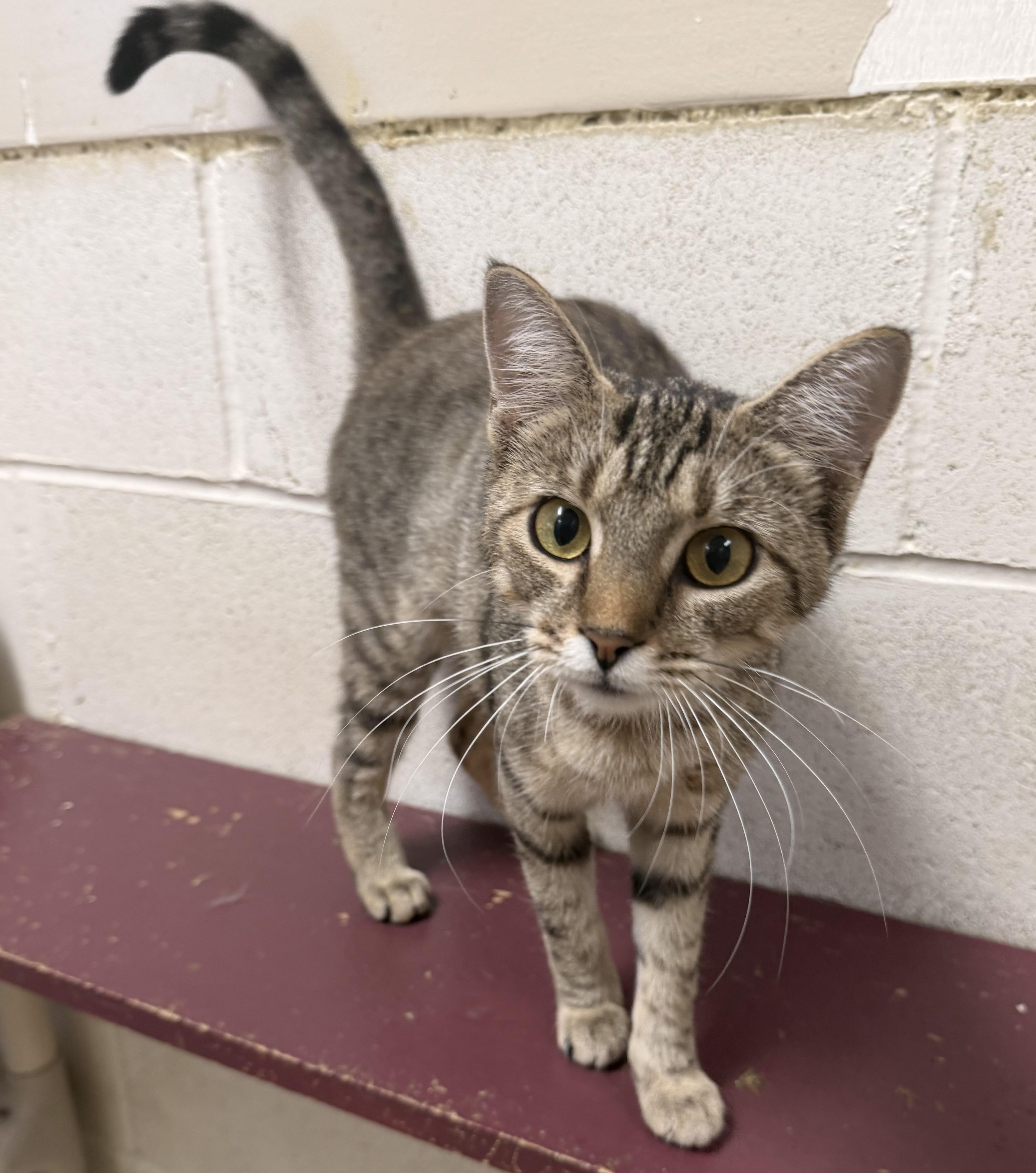 An adult medium-sized female Tabby (Brown / Chocolate) Domestic Short Hair cat named Nutmeg for adoption in Logan, OH