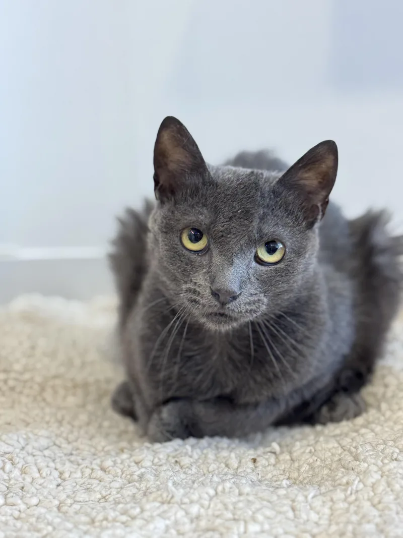A young medium-sized female Gray / Blue / Silver Domestic Short Hair cat named Kayleigh for adoption in North Haven, CT