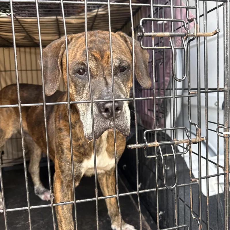 A senior medium-sized female Plott Hound dog named Edwina for adoption in Edison, NJ