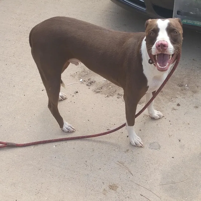A young medium-sized male Red / Chestnut / Orange Bull Terrier dog named Rusty for adoption in Spring, TX