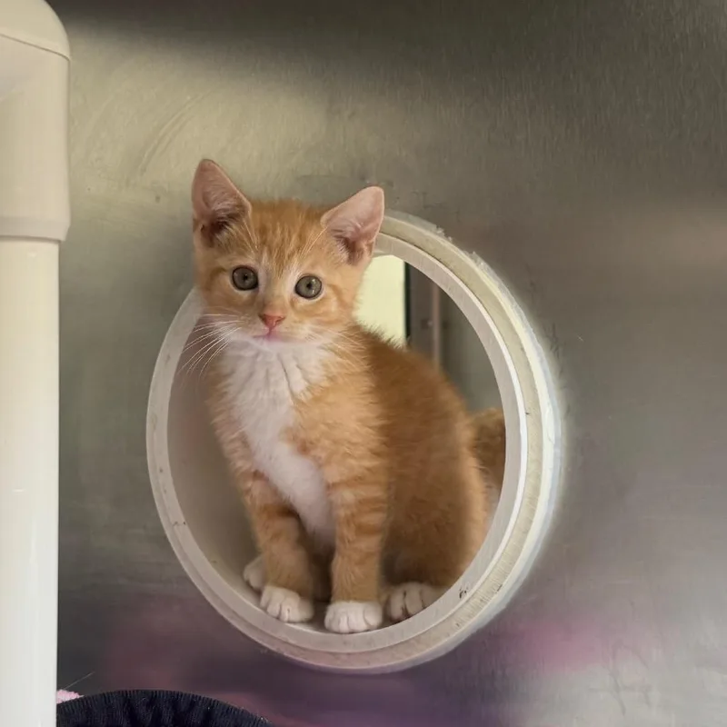 A baby small-sized male Orange / Red Domestic Short Hair cat named Firecracker for adoption in York, PA