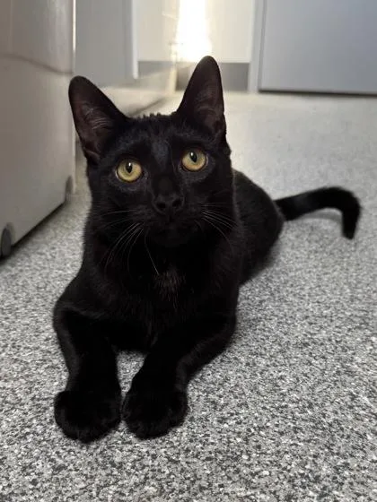 A baby medium-sized male Black Domestic Short Hair cat named Auggie for adoption in Tinley Park, IL