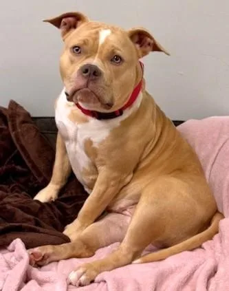 A young medium-sized female American Bulldog dog named Winnie for adoption in Dedham, MA