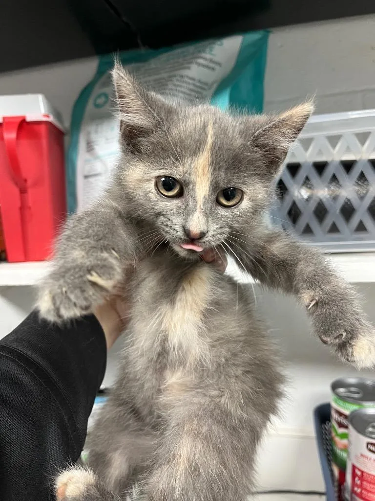 A baby medium-sized female Domestic Short Hair cat named Cookie dough for adoption in Troy, OH