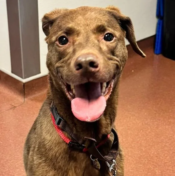 A senior large-sized female German Shorthaired Pointer dog named Taika for adoption in Oakland, CA