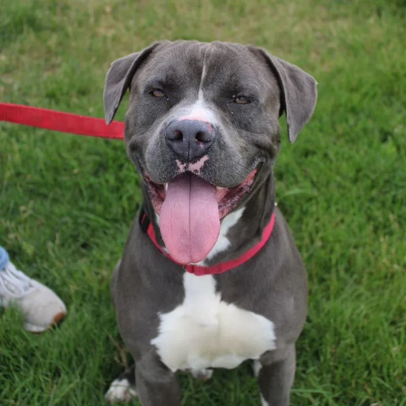 An adult large-sized male Gray / Blue / Silver Pit Bull Terrier dog named Thor for adoption in Champaign, IL