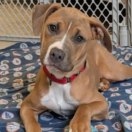 A young large-sized female Yellow / Tan / Blond / Fawn Pit Bull Terrier dog named Aubrey for adoption in Reisterstown, MD