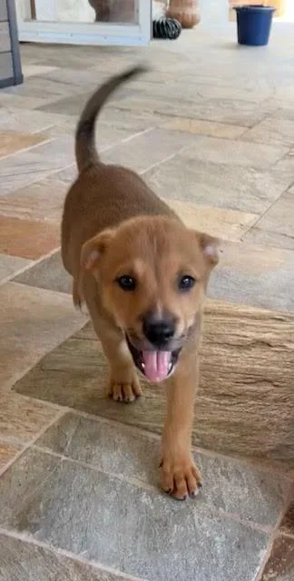 A baby medium-sized male Shepherd dog named Monchi for adoption in Commerce City, CO