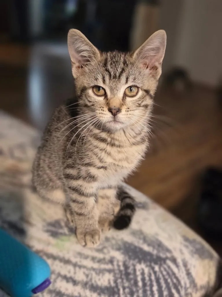 A baby small-sized female Domestic Short Hair cat named Dorito for adoption in Gorham, ME