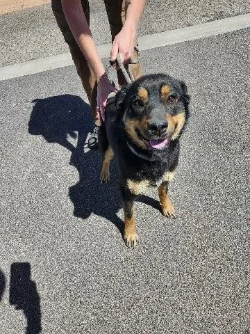 A young small-sized female Brown / Chocolate Mixed Breed dog named Louise for adoption in Page, AZ
