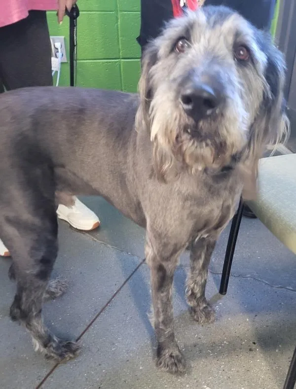 An adult large-sized male Giant Schnauzer dog named Pen Garbanzo for adoption in Lawrenceville, GA