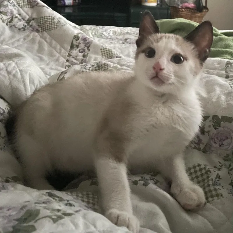 A baby small-sized male Siamese cat named Paul Newman for adoption in Bentonville, AR