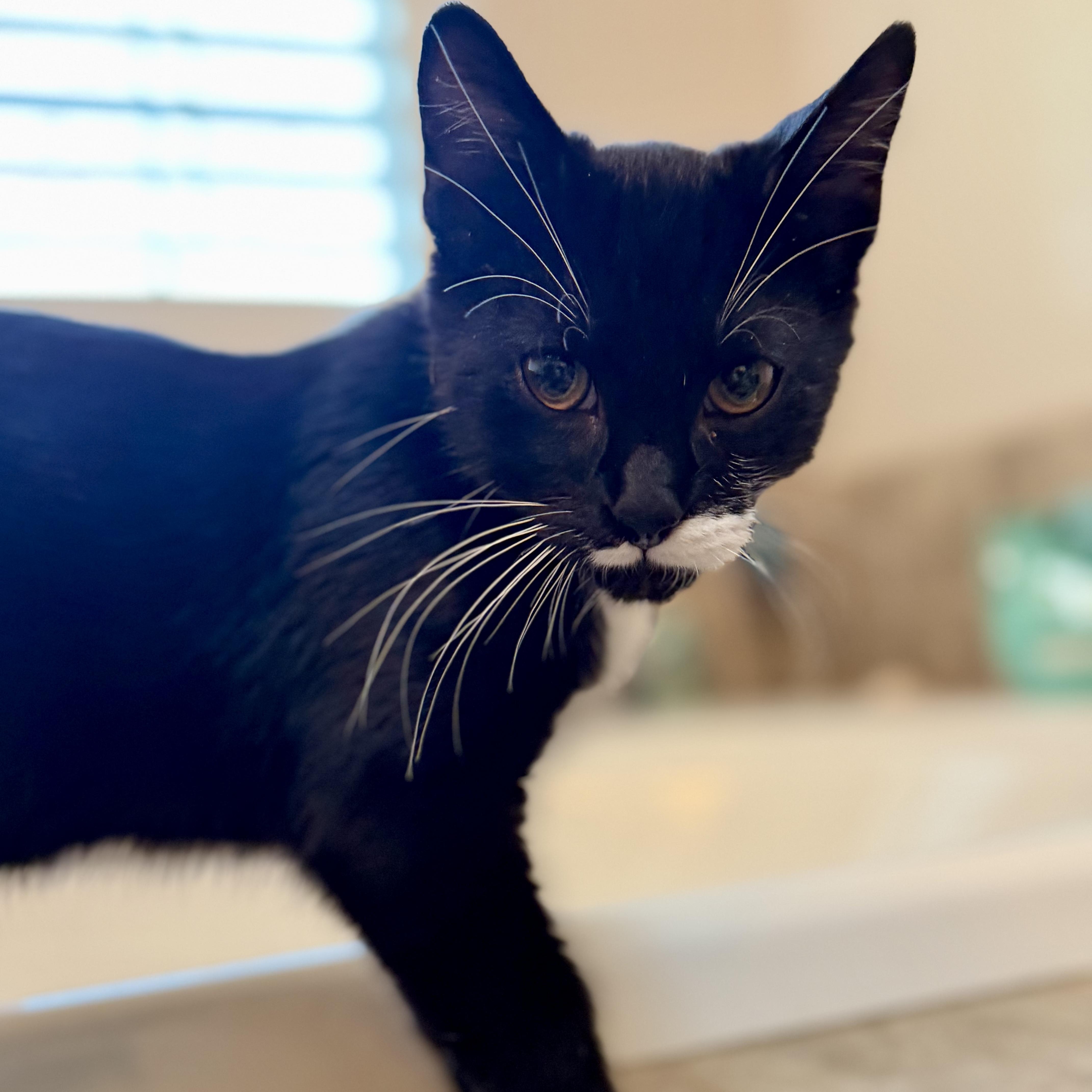 A baby medium-sized male Black & White / Tuxedo Domestic Short Hair cat named Marley for adoption in Roanoke, VA