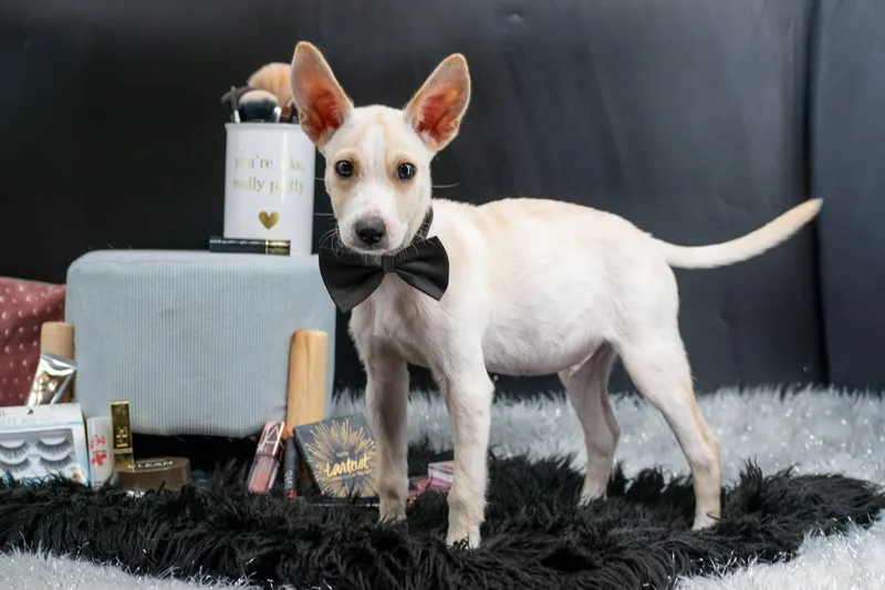 A baby small-sized male Yellow / Tan / Blond / Fawn Chihuahua dog named Mac for adoption in Sevierville, TN