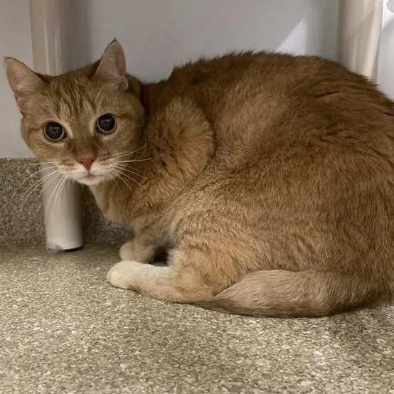 Hermoine thumbnail 3