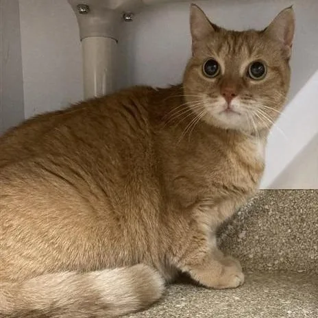 Hermoine thumbnail 4