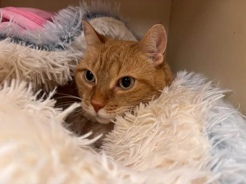 Hermoine thumbnail 5