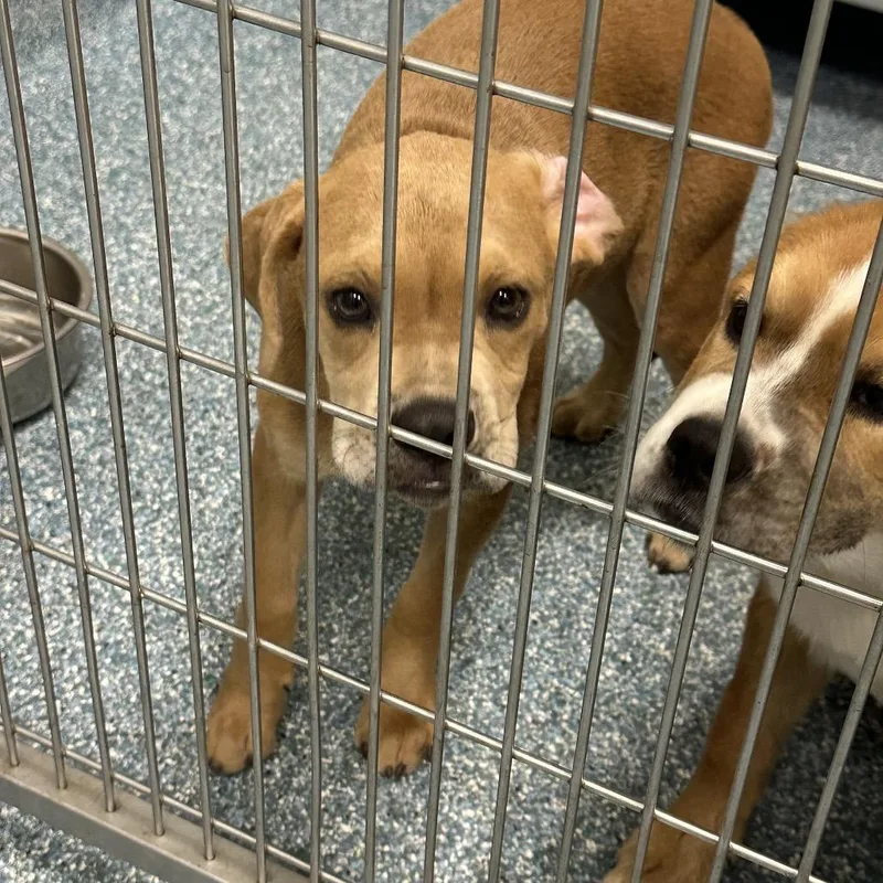 A baby medium-sized male Yellow / Tan / Blond / Fawn Mixed Breed dog named Babe Ruth for adoption in Greensboro, NC