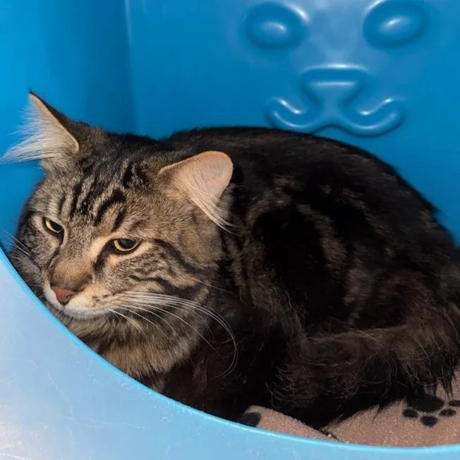 An adult medium-sized female Brown / Chocolate Domestic Medium Hair cat named Meowy Poppins for adoption in Waukesha, WI