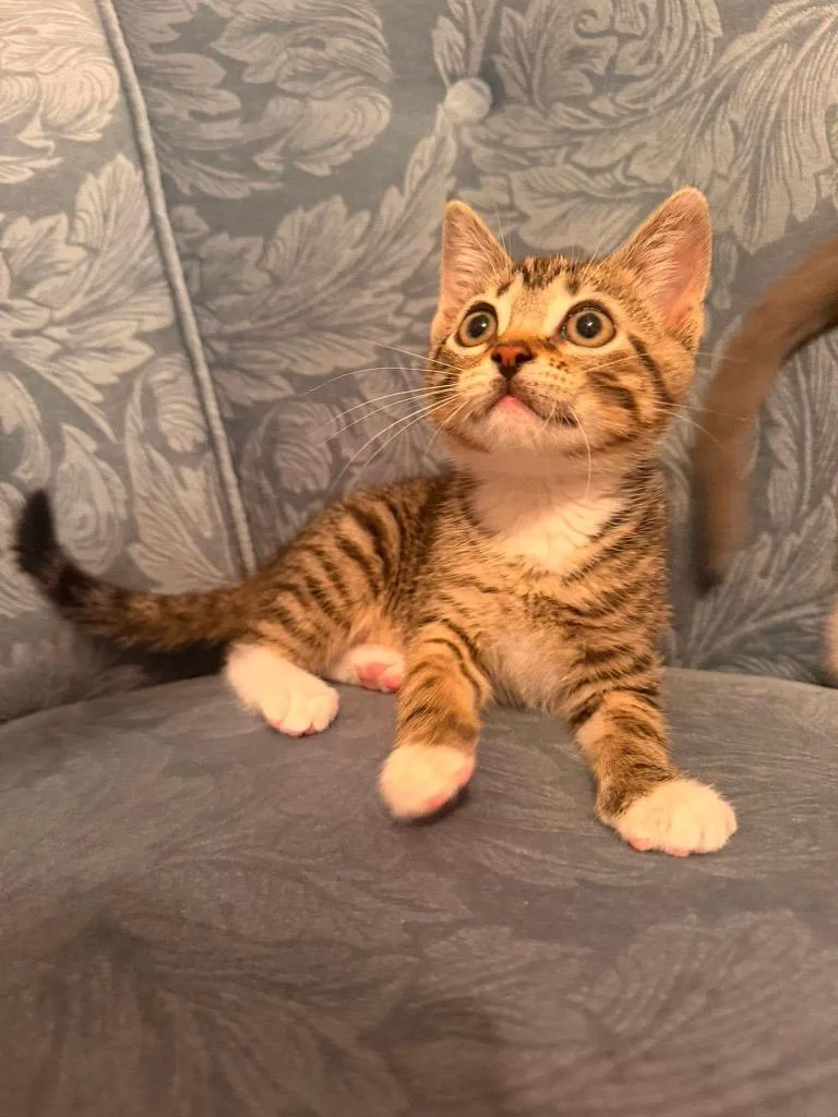 A baby small-sized female Domestic Short Hair cat named Mai Tai for adoption in Newnan, GA