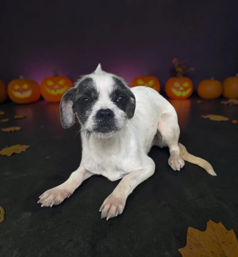 An adult small-sized female Terrier dog named Cupcake for adoption in Dallas, GA