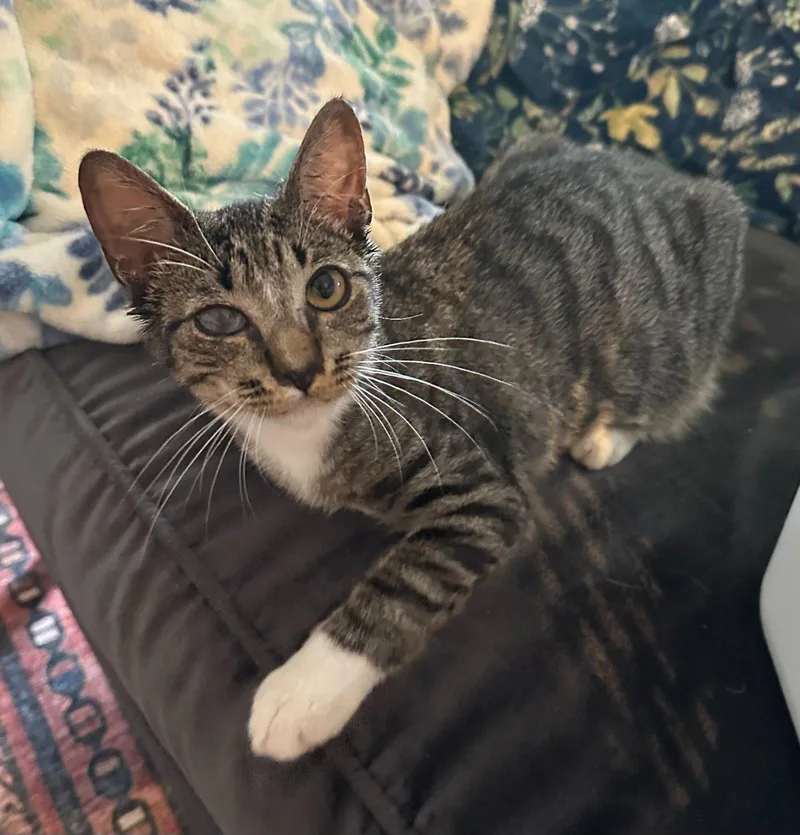 A baby small-sized male Tabby (Brown / Chocolate) Domestic Short Hair cat named Lil' Rusty for adoption in Raleigh, NC