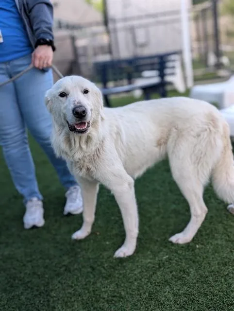 A young extra large-sized female Great Pyrenees dog named Angel for adoption in Dallas, TX