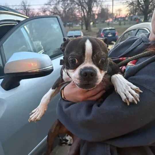 An adult small-sized male Black Mixed Breed dog named Butter Bean for adoption in Davenport, IA