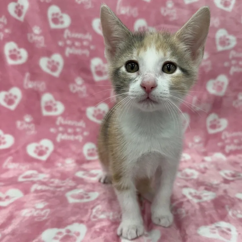 A young medium-sized female Gray & White Domestic Short Hair cat named Koral for adoption in miami, FL