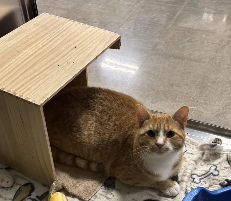 An adult medium-sized male Domestic Short Hair cat named Mr. Goodbar for adoption in Bensalem, PA