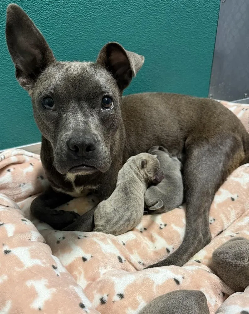 An adult medium-sized female French Bulldog dog named Belle for adoption in Mooresville, NC