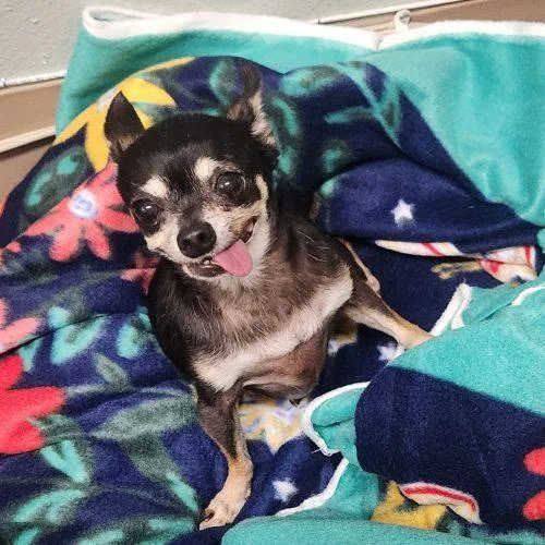 A senior small-sized female Chihuahua dog named Gretchen for adoption in Lathrop, CA