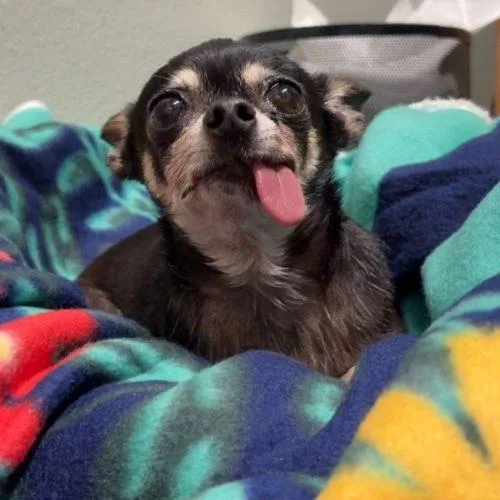 Gretchen thumbnail 3