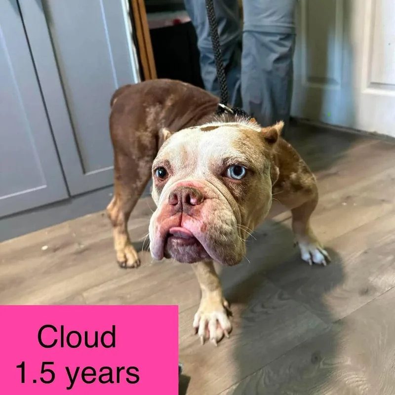 Cloud