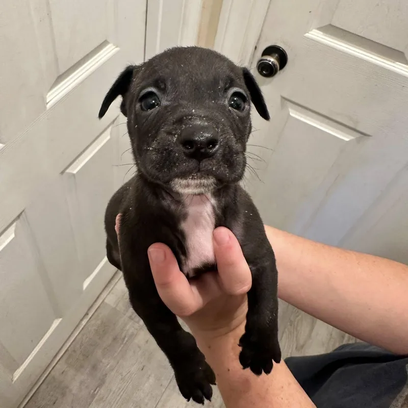A baby medium-sized male Black Pit Bull Terrier dog named Otter for adoption in Agua Dulce, CA