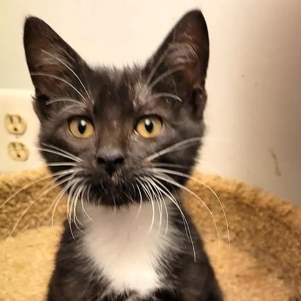 A baby small-sized male Black Domestic Short Hair cat named Yahtzee for adoption in South Elgin, IL