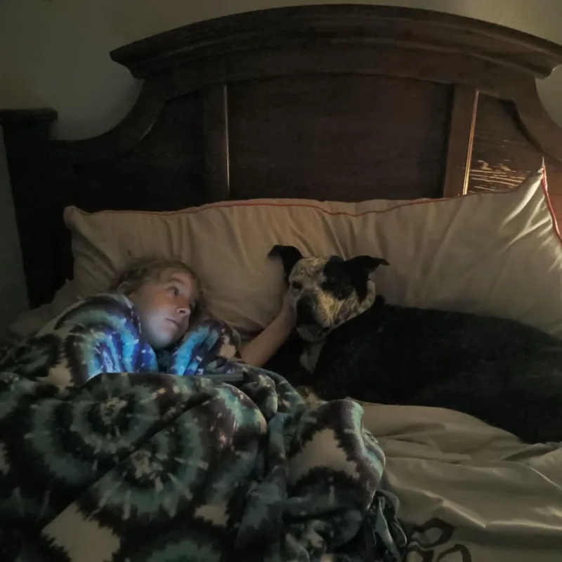 An adult medium-sized female Brindle Australian Cattle Dog / Blue Heeler dog named Faline for adoption in Tomah, WI