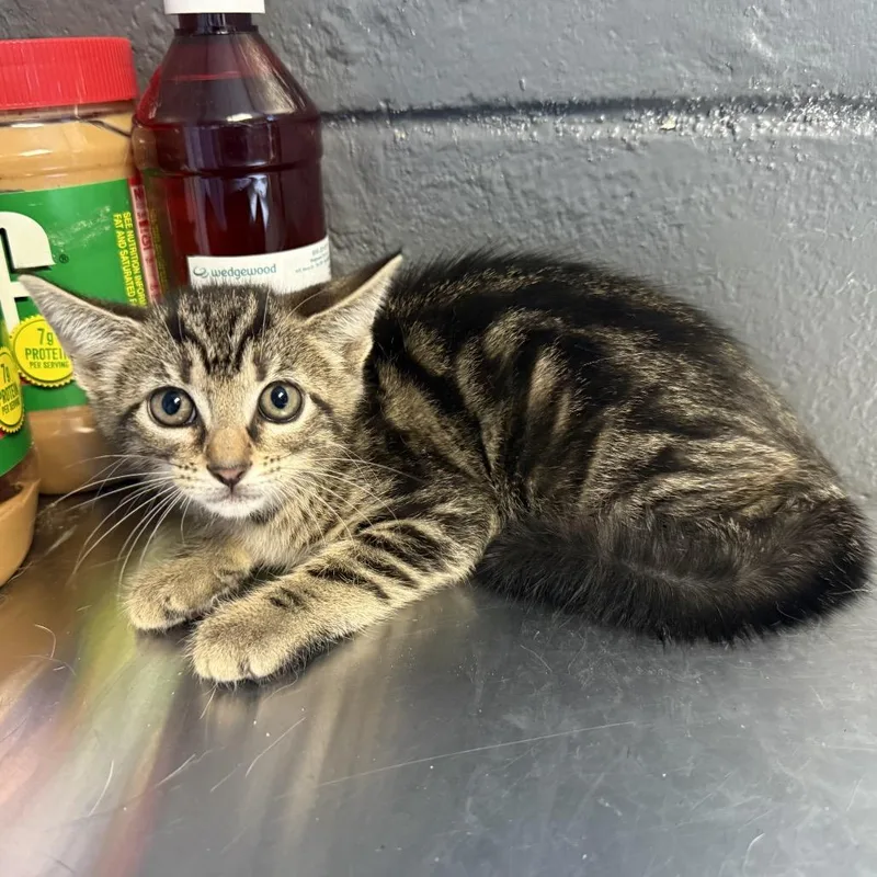 A baby small-sized female Brown / Chocolate Domestic Short Hair cat named Oatmeal for adoption in Tuscaloosa, AL