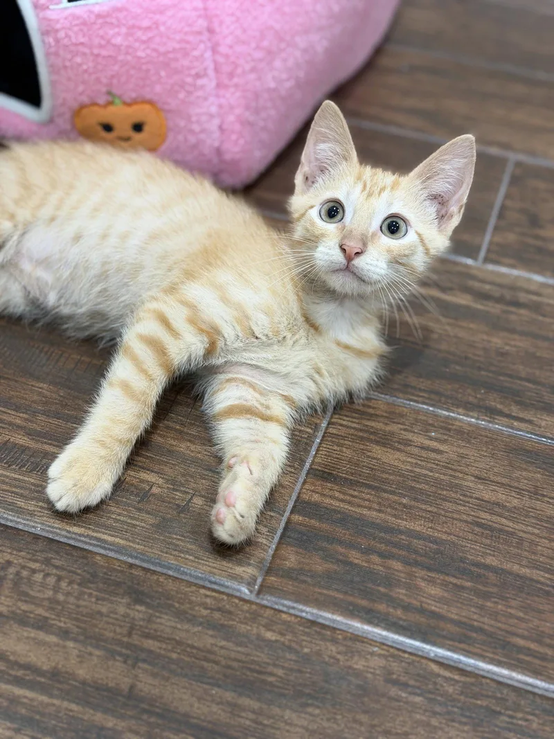 A baby medium-sized male Domestic Short Hair cat named Waldorf for adoption in Rosenberg, TX