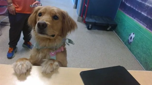 An adult large-sized female Golden Retriever dog named Ducky for adoption in Miami, FL