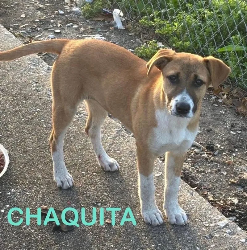 Chiquita
