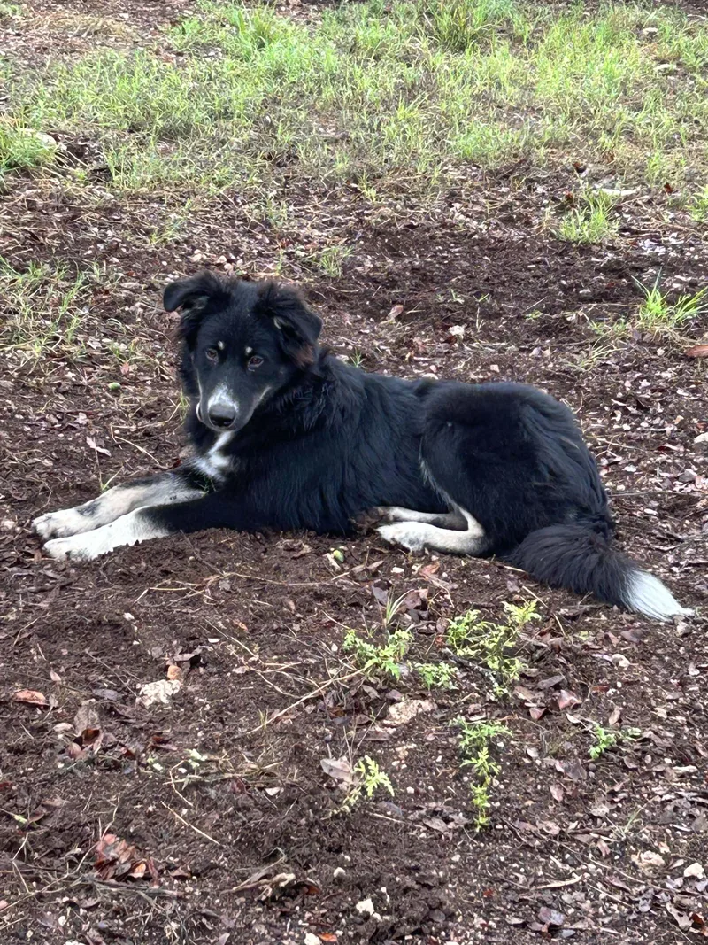 A young medium-sized male Brown / Chocolate Australian Shepherd dog named Ozzy for adoption in Moyock, NC