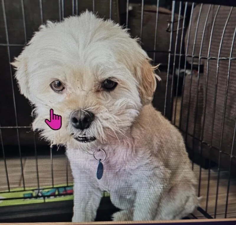 An adult small-sized male White / Cream Wheaten Terrier dog named Nugget for adoption in Anthem, AZ