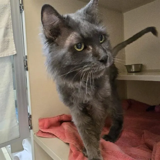 A senior small-sized male Domestic Medium Hair cat named Vinny for adoption in Denver, CO