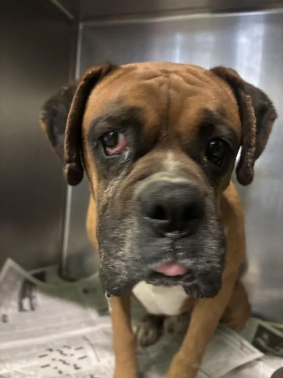An adult large-sized male Boxer dog named Thor for adoption in Los Angeles, CA