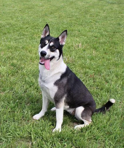 An adult large-sized female Akita dog named Hattie for adoption in Hastings, NE