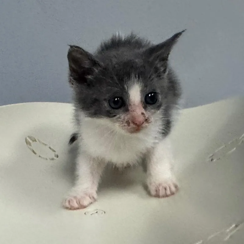 A baby small-sized female Gray / Blue / Silver Domestic Short Hair cat named Willow for adoption in Columbus, GA