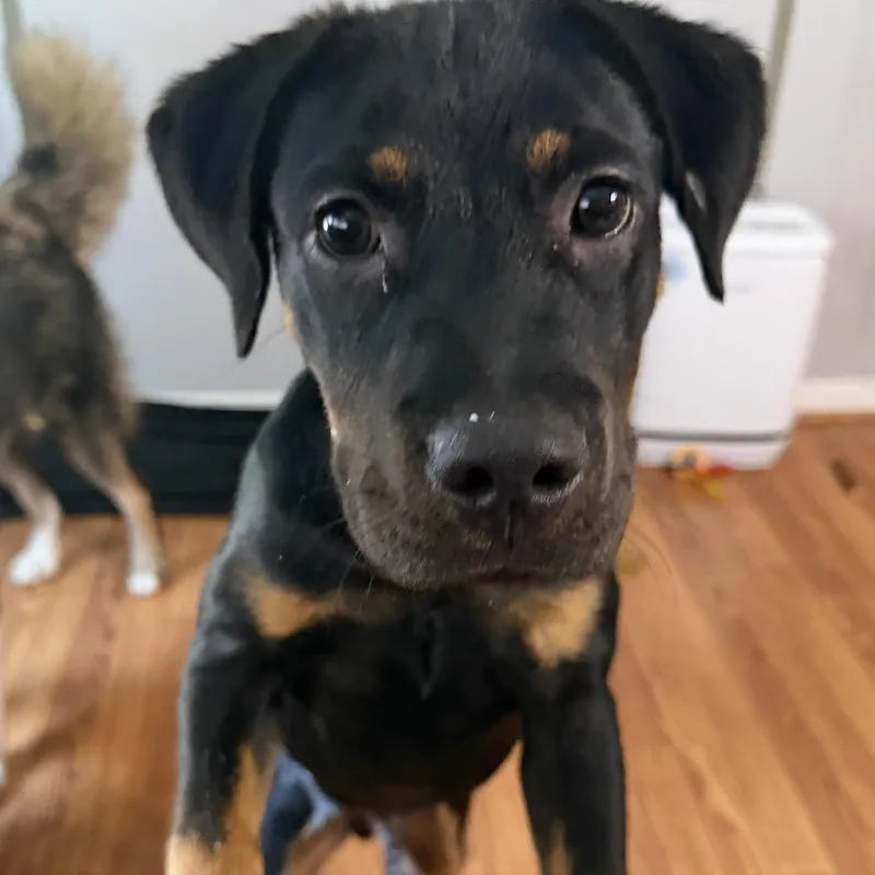 A baby large-sized male Doberman Pinscher dog named Bill for adoption in Richmond, VA